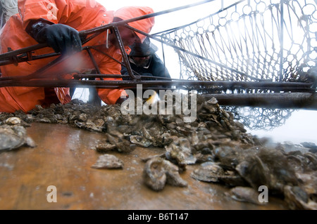 Annapolis, Maryland, der letzte Tag der Oyster Saison an Bord der Skipjack Helen Virginia. Stockfoto