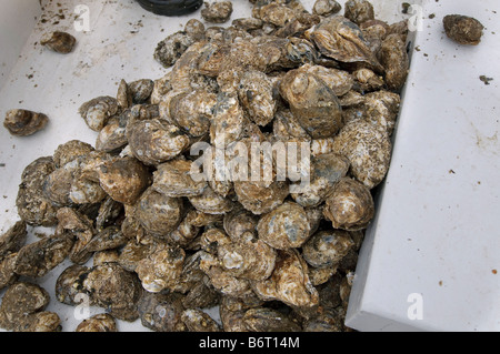 Frische Austern live, Baggergut aus der Chesapeake Bay, Annapolis, Maryland Stockfoto