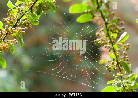 Spinnennetz, geschmückt mit Regentropfen Stockfoto