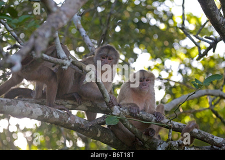 White-fronted Kapuzineraffen (Cebus Albifrons) Baum gehockt. Amazon Ecuador Südamerika Horizontal. 70967 Ecuador Stockfoto