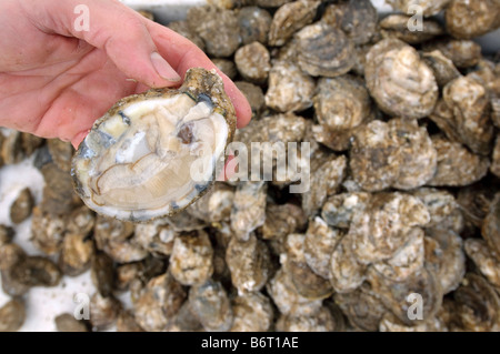 Annapolis, Maryland, frische Austern. Stockfoto