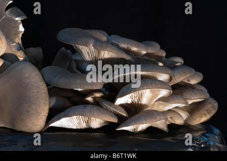 Speisepilze (Pleurotus Ostreatus) in ein Kompostbeutel angebaut Stockfoto