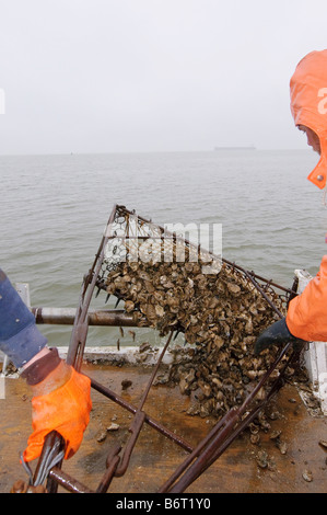 Annapolis, Maryland, der letzte Tag der Oyster Saison an Bord der Skipjack Helen Virginia. Stockfoto