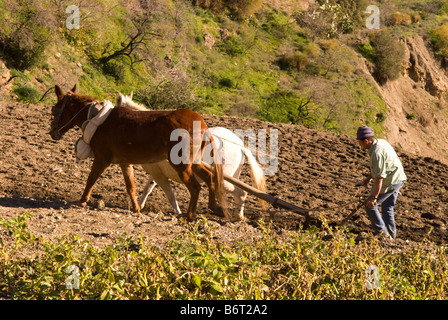 Bauer, der pflügt Feld mit Hilfe von Maultieren im Dorf Polopos, Granada, Andalusien, Südspanien. Stockfoto