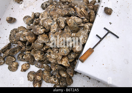 Frische Austern live, Baggergut aus der Chesapeake Bay, Annapolis, Maryland Stockfoto