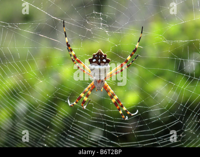 Bananenspinne gesehen auf der Insel St. Barts Barthelemy in der Karibik, Französische Antillen. Stockfoto