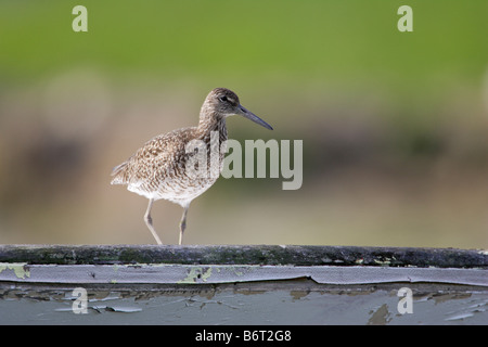 Östlichen Willet Catoptrophorus Semipalmatus Semipalmatus thront auf Boot Stockfoto