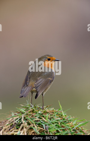 Robin Erithacus Rubecula auf Rasen Hügel Potton Bedfordshire Stockfoto