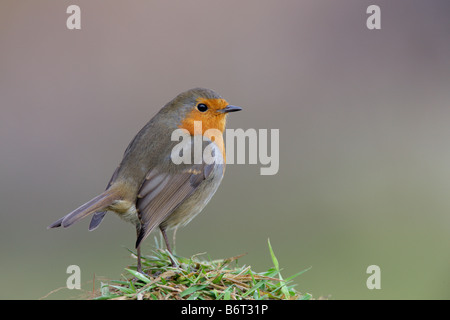 Robin Erithacus Rubecula auf Rasen Potton Bedfordshire Stockfoto