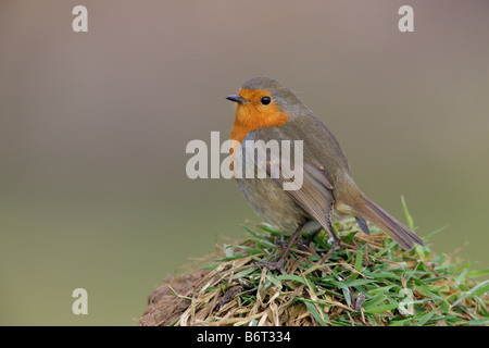 Robin Erithacus Rubecula auf Rasen Potton Bedfordshire Stockfoto