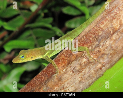 Eine Eidechse auf einem Ast in Diamond Botanical Gardens in Soufriere Estate, St. St. Lucia in der Karibik, West Indies Stockfoto