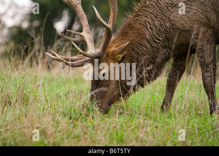 Nahaufnahme von einem männlichen Elch im östlichen Nebraska 23. September 2008 Stockfoto