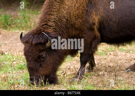 Ein American Buffalo Bisons grasen im östlichen Nebraska USA 23. September 2008 Stockfoto