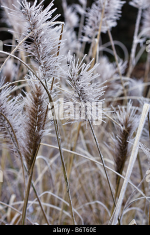 HOAR FROST AUF SEEDHEADS LAMPENPUTZERGRAS ALOPECUROIDES ROTEN KOPF Stockfoto