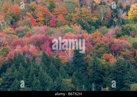 Herbstfarben von Vermont October5 2008 Stockfoto