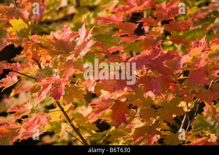 Ahorn Traufe verfärben sich im Herbst in Vemont 6. Oktober 2008 Stockfoto