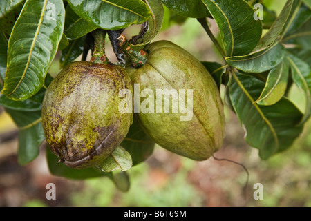 Malabar Kastanien auf Ast. Stockfoto