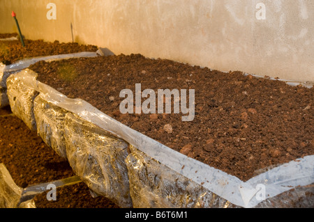 Indoor wachsenden Pilzzucht. Kompost-Taschen, Regale, Regale. Agaricus Bisporus Anbau Stockfoto