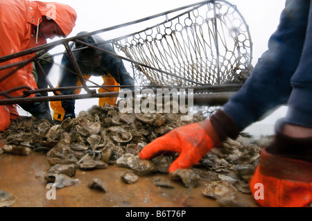 Annapolis, Maryland, der letzte Tag der Oyster Saison an Bord der Skipjack Helen Virginia. Stockfoto