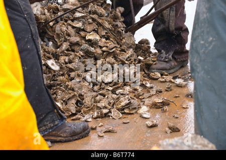 Annapolis, Maryland, der letzte Tag der Oyster Saison an Bord der Skipjack Helen Virginia. Stockfoto