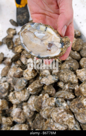 Annapolis, Maryland, frische Austern. Stockfoto