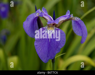 Blaue Iris mit gelber Mitte und dunkler lila Adern. Stockfoto