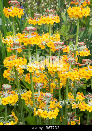 Gelbe Kandelaber Primeln mit orange mitten. Stockfoto