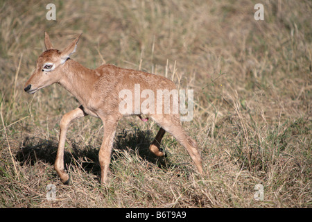 Topi Kalb (Damaliscus Korrigum) in der Masai Mara, Kenia, Ostafrika. Stockfoto