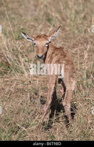 Topi Kalb (Damaliscus Korrigum) in der Masai Mara, Kenia, Ostafrika. Stockfoto