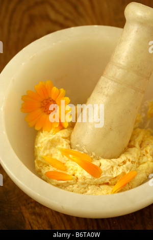 Creme Ringelblume Calendula officinalis Stockfoto
