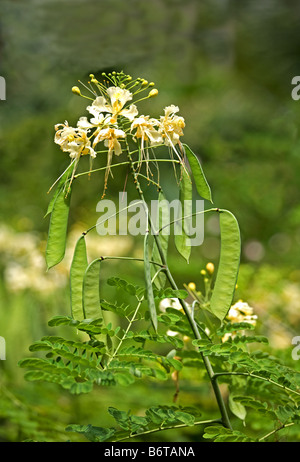 Stolz von Barbados-Pflanze-National-Blume. Stockfoto