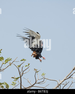 Bateleur Adler landen Terathopius Ecaudatus WILD Stockfoto