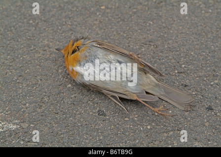 Toter Vogel Rotkehlchen auf Asphalt an einer Straße liegen Stockfoto