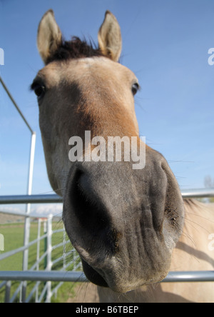 Nahaufnahme von eine lustig aussehende Bräune Pferd gegen Himmelshintergrund Stockfoto