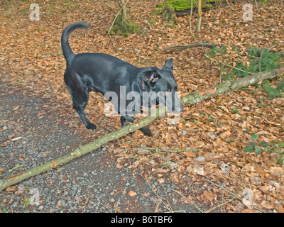 großer schwarzer Hund Abrufen von einem dicken langen Stock im Wald Stockfoto