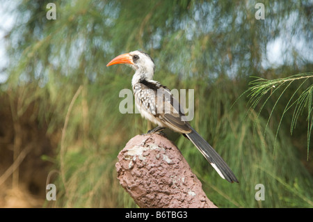 Rot in Rechnung gestellt Hornbill Tockus Erythrorhynchus WILD Stockfoto