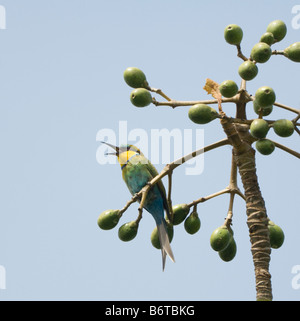 Lierten Biene-Esser Merops Hirundineus WILD zu schlucken Stockfoto