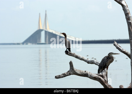 Vögel Schlafplatz auf Zweig am östlichen Ufer der Tampa Bay in Florida mit Wasser und Sonnenschein Skyway Brücke im Hintergrund Stockfoto