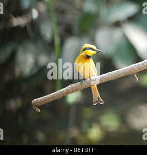Kleine Biene-Esser Merops percivali WILD Stockfoto