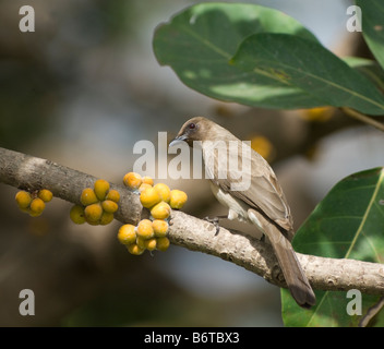 Gemeinsamen Bulbul Pycnonotus Barbatus WILD Stockfoto