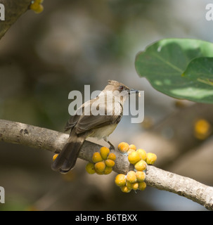 Gemeinsamen Bulbul Pycnonotus Barbatus WILD Stockfoto