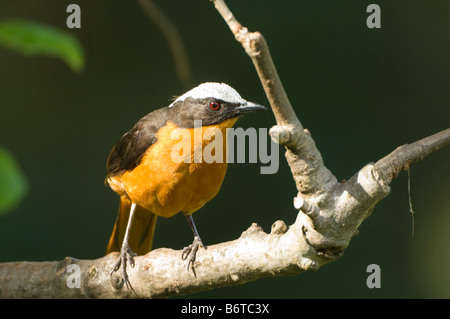Weiß gekrönt Robin Chat Cossypha Albicapilla WILD Stockfoto