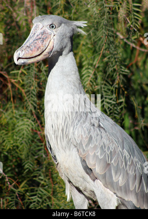 Stock Foto von einem Schuhschnabel Vogel. Stockfoto