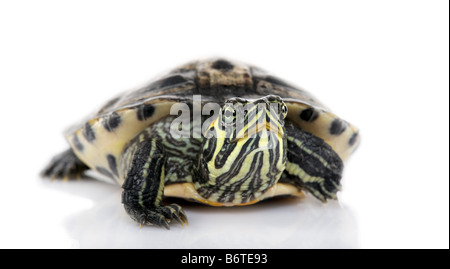 Mit Blick auf die Kamera-Schildkröte vor einer weißen Backgroung Schildkröte Stockfoto