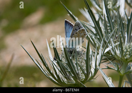 Schmetterling auf einem Blatt setzen halb geöffneten Flügel Stockfoto