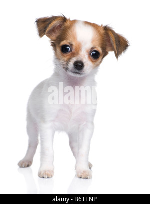 Chihuahua-Welpe 3 Monate vor einem weißen Hintergrund Stockfoto