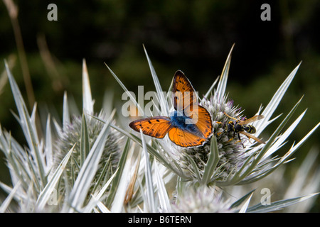 Schmetterling auf einem Blatt setzen halb geöffneten Flügel Stockfoto