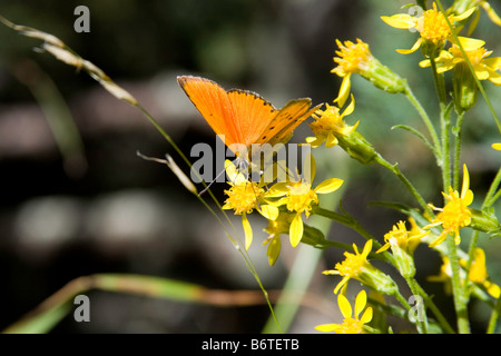 Schmetterling auf ein Blatt gesetzt, Flügel geöffnet Stockfoto