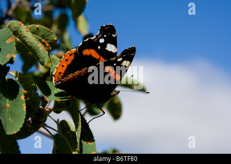 Schmetterling auf einem Blatt setzen halb geöffneten Flügel Stockfoto