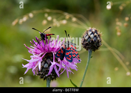 Schmetterling auf ein Blatt gesetzt, Flügel geöffnet Stockfoto